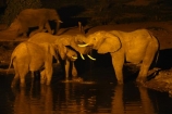 Africa;African-elephant;African-elephants;animal;animals;Botswana;dark;drink;drinking;elephant;elephants;evening;floodlighting;floodlit;Kasane;Loxodonta-africana;mammal;mammals;national-park;national-parks;natural;nature;night;night-time;pachyderm;pachyderms;reserve;reserves;safari;safaris;Senyati;Senyati-Safari-Camp;Southern-Africa;water;waterhole;waterholes;wild;wilderness;wildlife;wildlife-park;wildlife-parks;wildlife-reserve;wildlife-reserves