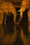 Africa;African-elephant;African-elephants;animal;animals;Botswana;dark;drink;drinking;elephant;elephants;evening;floodlighting;floodlit;Kasane;Loxodonta-africana;mammal;mammals;national-park;national-parks;natural;nature;night;night-time;pachyderm;pachyderms;reserve;reserves;safari;safaris;Senyati;Senyati-Safari-Camp;Southern-Africa;water;waterhole;waterholes;wild;wilderness;wildlife;wildlife-park;wildlife-parks;wildlife-reserve;wildlife-reserves