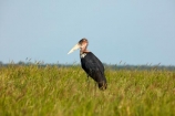 Africa;African;Animal;animals;avian;bird;Bird-Sanctuary;bird-spotting;bird-watching;bird_watching;birds;Botswana;eco-tourism;eco_tourism;ecotourism;Fauna;Leptoptilos-crumeniferus;Marabou;Marabou-Stork;Marabou-Storks;Marabous;Nata;Nata-Bird-Sanctuary;national-park;national-parks;Natural;Nature;Ornithology;reserve;reserves;safari;safaris;Southern-Africa;Sowa-Pan;Stork;Storks;Sua-Pan;wild;wilderness;wildlife;wildlife-park;wildlife-parks;wildlife-reserve;wildlife-reserves