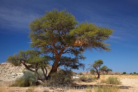 Acacia-tree;Acacia-trees;Africa;african;big-large;bird-nest;bird-nests;birds-nest;birds-nests;colonies;colony;communities;community;desert;deserts;dry;flock;giant-nest;Gondwana-Canon-park;group;home;huge;huge-nest;nambia;Namib-Desert;Namibia;namibian;nest;nests;sociable;Sociable-Weavers-Nest;social;Southern-Africa;Southern-Namiba;tree;trees;weaver;weavers