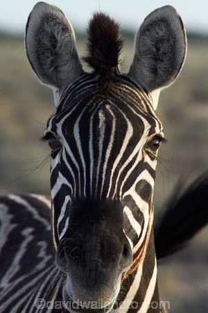 Africa;animal;animals;Burchells-zebra;Equus-quagga;Equus-quagga-burchellii;Etosha-N.P.;Etosha-National-Park;Etosha-NP;game-park;game-parks;game-reserve;game-reserves;mammal;mammals;Namibia;national-park;national-parks;Plains-zebra;Southern-Africa;Steppenzebra;wildlife;wildlife-park;wildlife-parks;wildlife-reserve;wildlife-reserves;Zebra;zerbras