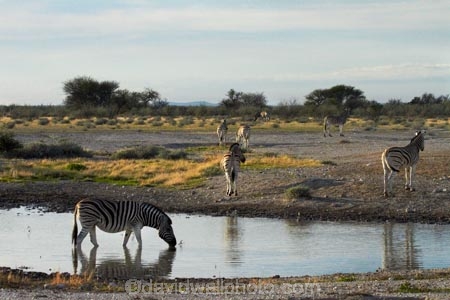 Africa;animal;animals;Burchells-zebra;drinking;Equus-quagga;Equus-quagga-burchellii;Etosha-N.P.;Etosha-National-Park;Etosha-NP;game-park;game-parks;game-reserve;game-reserves;mammal;mammals;Namibia;national-park;national-parks;Plains-zebra;Southern-Africa;Steppenzebra;waterhole;waterholes;wildlife;wildlife-park;wildlife-parks;wildlife-reserve;wildlife-reserves;Zebra;zerbras
