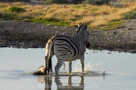 Africa;animal;animals;Burchells-zebra;Equus-quagga;Equus-quagga-burchellii;Etosha-N.P.;Etosha-National-Park;Etosha-NP;game-park;game-parks;game-reserve;game-reserves;mammal;mammals;Namibia;national-park;national-parks;Plains-zebra;Southern-Africa;Steppenzebra;waterhole;waterholes;wildlife;wildlife-park;wildlife-parks;wildlife-reserve;wildlife-reserves;Zebra;zerbras
