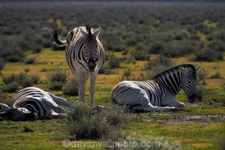 Africa;animal;animals;Burchells-zebra;Equus-quagga;Equus-quagga-burchellii;Etosha-N.P.;Etosha-National-Park;Etosha-NP;game-park;game-parks;game-reserve;game-reserves;mammal;mammals;Namibia;national-park;national-parks;Plains-zebra;Southern-Africa;Steppenzebra;wildlife;wildlife-park;wildlife-parks;wildlife-reserve;wildlife-reserves;Zebra;zerbras