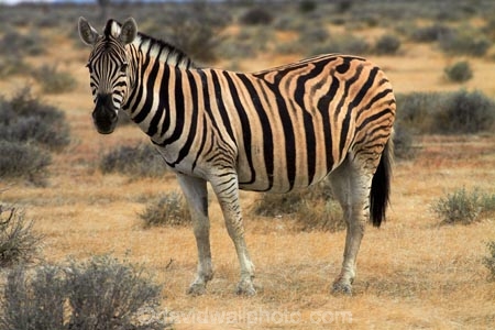 Africa;animal;animals;Burchells-zebra;Equus-quagga;Equus-quagga-burchellii;Etosha-N.P.;Etosha-National-Park;Etosha-NP;game-park;game-parks;game-reserve;game-reserves;mammal;mammals;Namibia;national-park;national-parks;Plains-zebra;Southern-Africa;Steppenzebra;wildlife;wildlife-park;wildlife-parks;wildlife-reserve;wildlife-reserves;Zebra;zerbras