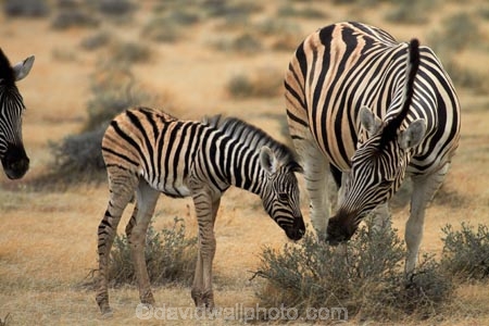Africa;animal;animals;baby;babys;Burchells-zebra;colt;colts;Equus-quagga;Equus-quagga-burchellii;Etosha-N.P.;Etosha-National-Park;Etosha-NP;foal;foals;game-park;game-parks;game-reserve;game-reserves;mammal;mammals;Namibia;national-park;national-parks;Plains-zebra;Southern-Africa;Steppenzebra;wildlife;wildlife-park;wildlife-parks;wildlife-reserve;wildlife-reserves;young-zebra;Zebra;zerbras