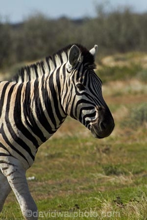 Africa;animal;animals;Burchells-zebra;Equus-quagga;Equus-quagga-burchellii;Etosha-N.P.;Etosha-National-Park;Etosha-NP;game-park;game-parks;game-reserve;game-reserves;mammal;mammals;Namibia;national-park;national-parks;Plains-zebra;Southern-Africa;Steppenzebra;wildlife;wildlife-park;wildlife-parks;wildlife-reserve;wildlife-reserves;Zebra;zerbras