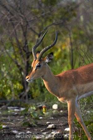 Aepyceros-melampus;Aepyceros-melampus-petersi;Africa;animal;animals;antelope;antelopes;black-faced-impala;black-faced-impalas;black_faced-impala;black_faced-impalas;blackfaced-impala;blackfaced-impalas;Etosha-N.P.;Etosha-National-Park;Etosha-NP;game-park;game-parks;game-reserve;game-reserves;game-viewing;impala;impalas;male;males;mammal;mammals;Namibia;national-park;national-parks;Southern-Africa;wildlife;wildlife-park;wildlife-parks;wildlife-reserve;wildlife-reserves