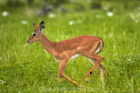 Aepyceros-melampus;Aepyceros-melampus-petersi;Africa;animal;animals;antelope;antelopes;babies;baby;black-faced-impala;black-faced-impalas;black_faced-impala;black_faced-impalas;blackfaced-impala;blackfaced-impalas;Etosha-N.P.;Etosha-National-Park;Etosha-NP;game-park;game-parks;game-reserve;game-reserves;game-viewing;impala;impalas;mammal;mammals;Namibia;national-park;national-parks;Southern-Africa;wildlife;wildlife-park;wildlife-parks;wildlife-reserve;wildlife-reserves;young