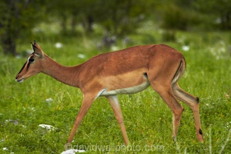 Aepyceros-melampus;Aepyceros-melampus-petersi;Africa;animal;animals;antelope;antelopes;black-faced-impala;black-faced-impalas;black_faced-impala;black_faced-impalas;blackfaced-impala;blackfaced-impalas;Etosha-N.P.;Etosha-National-Park;Etosha-NP;female;females;game-park;game-parks;game-reserve;game-reserves;game-viewing;impala;impalas;mammal;mammals;Namibia;national-park;national-parks;Southern-Africa;wildlife;wildlife-park;wildlife-parks;wildlife-reserve;wildlife-reserves