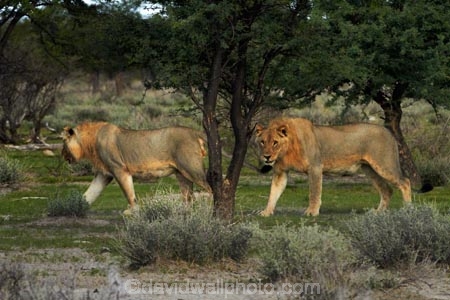 Africa;animal;animals;carnivore;carnivores;cat;cats;Etosha-N.P.;Etosha-National-Park;Etosha-NP;feline;game-park;game-parks;game-reserve;game-reserves;hunter;hunters;lion;lions;mammal;mammals;Namibia;national-park;national-parks;Panthera-leo;predator;predators;Southern-Africa;wildlife;wildlife-park;wildlife-parks;wildlife-reserve;wildlife-reserves
