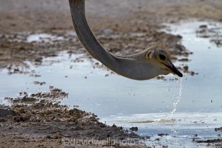 Africa;animal;animals;bird;bird-spotting;birds;drinking;Etosha-N.P.;Etosha-National-Park;Etosha-NP;game-drive;game-park;game-parks;game-reserve;game-reserves;game-viewing;Namibia;national-park;national-parks;natural;nature;Ostrich;ostriches;puddle;reserve;reserves;Southern-Africa;Struthio-camelus;wild;wilderness;wildlife;wildlife-park;wildlife-parks;wildlife-reserve;wildlife-reserves