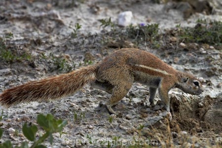 Africa;animal;animals;antelope;antelopes;Cape-ground-squirrel;Cape-ground-squirrels;Etosha-N.P.;Etosha-National-Park;Etosha-NP;game-park;game-parks;game-reserve;game-reserves;game-viewing;ground-squirrel;ground-squirrels;mammal;mammals;Namibia;national-park;national-parks;Southern-Africa;squirrel;squirrels;wildlife;wildlife-park;wildlife-parks;wildlife-reserve;wildlife-reserves;Xerus-inauris