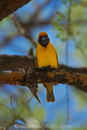 Africa;African-Masked-Weaver;African-Masked-Weavers;animal;animals;avian;bird;bird-spotting;bird-watching;bird_watching;birds;eco-tourism;eco_tourism;ecotourism;Etosha-N.P.;Etosha-National-Park;Etosha-NP;Fauna;game-drive;game-park;game-parks;game-reserve;game-reserves;game-viewing;mammal;mammals;Masked-Weaver;Masked-Weavers;Namibia;national-park;national-parks;Natural;Nature;Ornithology;Ploceus-velatus;reserve;reserves;Southern-Africa;Southern-Masked-Weaver;Southern-Masked-Weavers;Weaver;Weavers;wild;wilderness;wildlife;wildlife-park;wildlife-parks;wildlife-reserve;wildlife-reserves