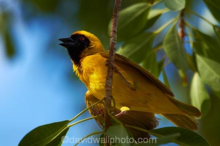 Africa;African-Masked-Weaver;African-Masked-Weavers;animal;animals;avian;bird;bird-spotting;bird-watching;bird_watching;birds;eco-tourism;eco_tourism;ecotourism;Etosha-N.P.;Etosha-National-Park;Etosha-NP;Fauna;game-park;game-parks;game-reserve;game-reserves;mammal;mammals;Masked-Weaver;Masked-Weavers;Namibia;national-park;national-parks;Natural;Nature;Ornithology;Ploceus-velatus;Southern-Africa;Southern-Masked-Weaver;Southern-Masked-Weavers;Weaver;Weavers;wild;wildlife;wildlife-park;wildlife-parks;wildlife-reserve;wildlife-reserves