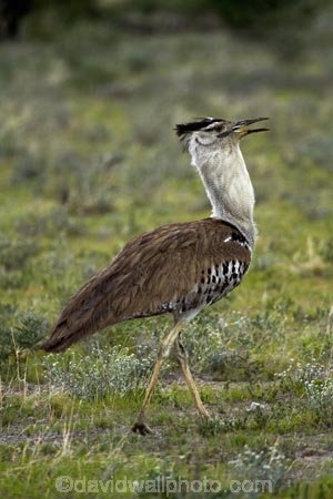 Africa;animal;animals;Ardeotis-kori;avian;bird;bird-spotting;bird-watching;bird_watching;birds;eco-tourism;eco_tourism;ecotourism;Etosha-N.P.;Etosha-National-Park;Etosha-NP;Fauna;game-park;game-parks;game-reserve;game-reserves;Kori-Bustard;mammal;mammals;Namibia;national-park;national-parks;Natural;Nature;Ornithology;Southern-Africa;wild;wildlife;wildlife-park;wildlife-parks;wildlife-reserve;wildlife-reserves