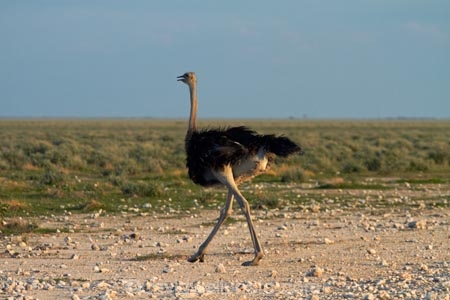Africa;animal;animals;bird;bird-spotting;birds;Etosha-N.P.;Etosha-National-Park;Etosha-NP;game-drive;game-park;game-parks;game-reserve;game-reserves;game-viewing;Namibia;national-park;national-parks;natural;nature;Ostrich;ostriches;reserve;reserves;Southern-Africa;Struthio-camelus;wild;wilderness;wildlife;wildlife-park;wildlife-parks;wildlife-reserve;wildlife-reserves