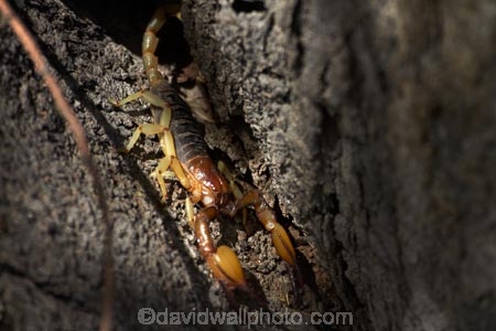 Africa;animal;animals;Arachnida.;dangerous;Etosha-N.P.;Etosha-National-Park;Etosha-NP;game-park;game-parks;game-reserve;game-reserves;mammal;mammals;Namibia;national-park;national-parks;poisonous;predatory-arthropod;scorpion;Scorpiones;scorpions;Southern-Africa;venomous;wildlife;wildlife-park;wildlife-parks;wildlife-reserve;wildlife-reserves
