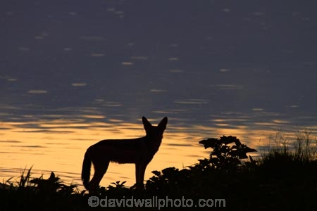 Africa;animal;animals;black-backed-jackal;black-backed-jackals;black_backed-jackal;black_backed-jackals;Canidae;Canis-mesomelas;Carnivora;carnivore;carnivores;dusk;Etosha-N.P.;Etosha-National-Park;Etosha-NP;evening;game-park;game-parks;game-reserve;game-reserves;jackal;jackals;mammal;mammals;Namibia;national-park;national-parks;night;night_time;nightfall;Okaukuejo;Okaukuejo-waterhole;predator;predators;red-jackal;scavenger;scavengers;silhouette;silhouettes;silver_backed;Southern-Africa;sunset;sunsets;twilight;waterhole;waterholes;wildlife;wildlife-park;wildlife-parks;wildlife-reserve;wildlife-reserves