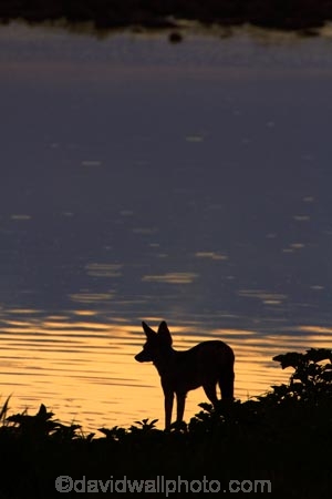 Africa;animal;animals;black-backed-jackal;black-backed-jackals;black_backed-jackal;black_backed-jackals;Canidae;Canis-mesomelas;Carnivora;carnivore;carnivores;dusk;Etosha-N.P.;Etosha-National-Park;Etosha-NP;evening;game-park;game-parks;game-reserve;game-reserves;jackal;jackals;mammal;mammals;Namibia;national-park;national-parks;night;night_time;nightfall;Okaukuejo;Okaukuejo-waterhole;predator;predators;red-jackal;scavenger;scavengers;silhouette;silhouettes;silver_backed;Southern-Africa;sunset;sunsets;twilight;waterhole;waterholes;wildlife;wildlife-park;wildlife-parks;wildlife-reserve;wildlife-reserves