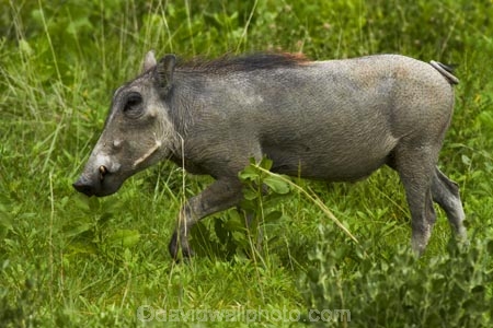 Africa;animal;animals;Common-Warthog;Common-Warthogs;Etosha-N.P.;Etosha-National-Park;Etosha-NP;game-park;game-parks;game-reserve;game-reserves;mammal;mammals;Namibia;national-park;national-parks;Phacochoerus-africanus;Phacochoerus-africanus-sundevallii;Southern-Africa;Southern-Warthog;Warthog;Warthogs;wildlife;wildlife-park;wildlife-parks;wildlife-reserve;wildlife-reserves