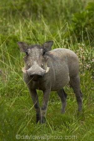 Africa;animal;animals;Common-Warthog;Common-Warthogs;Etosha-N.P.;Etosha-National-Park;Etosha-NP;game-park;game-parks;game-reserve;game-reserves;mammal;mammals;Namibia;national-park;national-parks;Phacochoerus-africanus;Phacochoerus-africanus-sundevallii;Southern-Africa;Southern-Warthog;Warthog;Warthogs;wildlife;wildlife-park;wildlife-parks;wildlife-reserve;wildlife-reserves