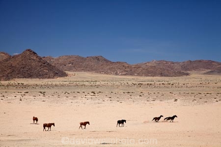 Africa;Aus;desert;desert-horse;desert-horses;deserts;dry;equestrian;feral-desert-horses;feral-horse;feral-horses;Garub;herd;herds;horse;horses;Namib-Desert;Namib-Naukluft-N.P.;Namib-Naukluft-National-Park;Namib-Naukluft-NP;Namib_Naukluft-N.P.;Namib_Naukluft-National-Park;Namib_Naukluft-NP;Namibia;Southern-Africa;Southern-Namiba;wild-desert-horses;wild-horse;wild-horses