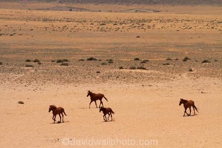 Africa;Aus;desert;desert-horse;desert-horses;deserts;dry;equestrian;feral-desert-horses;feral-horse;feral-horses;Garub;herd;herds;horse;horses;Namib-Desert;Namib-Naukluft-N.P.;Namib-Naukluft-National-Park;Namib-Naukluft-NP;Namib_Naukluft-N.P.;Namib_Naukluft-National-Park;Namib_Naukluft-NP;Namibia;Southern-Africa;Southern-Namiba;wild-desert-horses;wild-horse;wild-horses