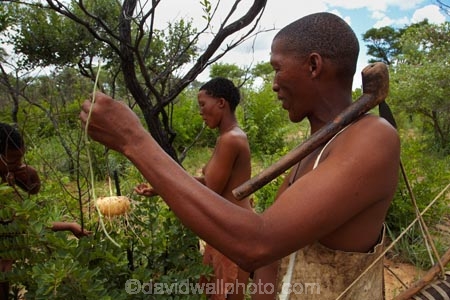 Africa;African;African-bush;bush;bush-potato;bush-potatoes;Bushman;Bushman-Living-Museum;Bushmanland;Bushmen;cultural;cultural-exchange;culture;edible-root;edible-roots;forager-society;Grashoek-Living-Museum;Grashoek-village;hunter_gatherer;Hunting-and-gathering;Ju-Hoansi_San-Living-Museum;JuHoansi;JuHoansi_San-people;Living-Museum;Living-Museum-of-the-Ju-Hoansi_San;Living-Museum-of-the-JuHoansi_San;Living-Museums;man;men;Namibia;Otjozondjupa-District;Otjozondjupa-Region;people;person;San;San-Living-Museum;San-people;Southern-Africa;tradition;traditional;Traditional-Bushman-Culture;traditional-clothing;traditional-costume;traditional-dress;Traditional-San-Culture;tree-root;tree-roots;tribe