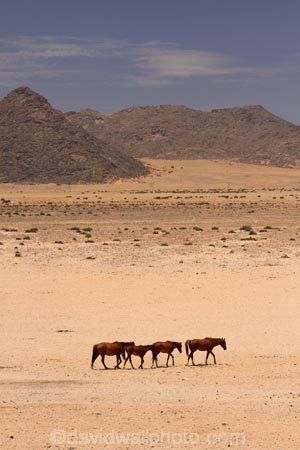Africa;Aus;desert;desert-horse;desert-horses;deserts;dry;equestrian;feral-desert-horses;feral-horse;feral-horses;Garub;herd;herds;horse;horses;Namib-Desert;Namib-Naukluft-N.P.;Namib-Naukluft-National-Park;Namib-Naukluft-NP;Namib_Naukluft-N.P.;Namib_Naukluft-National-Park;Namib_Naukluft-NP;Namibia;Southern-Africa;Southern-Namiba;wild-desert-horses;wild-horse;wild-horses