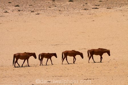 Africa;Aus;desert;desert-horse;desert-horses;deserts;dry;equestrian;feral-desert-horses;feral-horse;feral-horses;Garub;herd;herds;horse;horses;Namib-Desert;Namib-Naukluft-N.P.;Namib-Naukluft-National-Park;Namib-Naukluft-NP;Namib_Naukluft-N.P.;Namib_Naukluft-National-Park;Namib_Naukluft-NP;Namibia;Southern-Africa;Southern-Namiba;wild-desert-horses;wild-horse;wild-horses