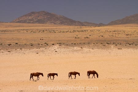 Africa;Aus;desert;desert-horse;desert-horses;deserts;dry;equestrian;feral-desert-horses;feral-horse;feral-horses;Garub;herd;herds;horse;horses;Namib-Desert;Namib-Naukluft-N.P.;Namib-Naukluft-National-Park;Namib-Naukluft-NP;Namib_Naukluft-N.P.;Namib_Naukluft-National-Park;Namib_Naukluft-NP;Namibia;Southern-Africa;Southern-Namiba;wild-desert-horses;wild-horse;wild-horses