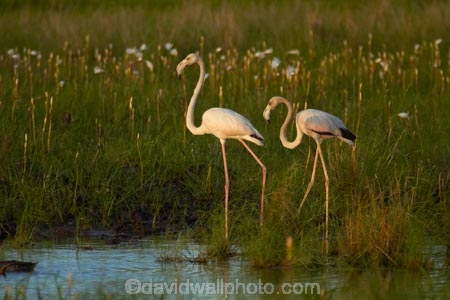 Africa;animal;animals;avian;bird;bird-watching;birds;eco-tourism;eco_tourism;ecotourism;Fauna;Flamingo;Flamingoes;Greater-Flamingo;Greater-Flamingoes;Namibia;Natural;Nature;Nyae-Nyae-conservancy;Ornithology;Phoenicopterus-roseus;Phoenicopterus-ruber;pond;ponds;Southern-Africa;Tsumkwe;wildlife