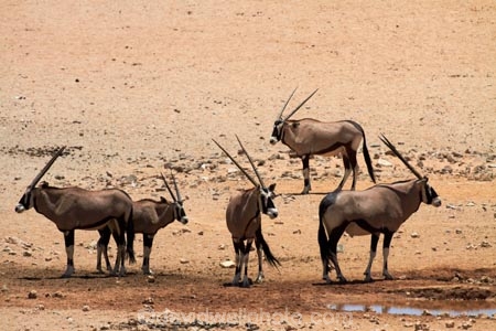 Africa;Animal;Animals;Antelope;Antelopes;Aus;desert;deserts;dry;expanse;Garub;Garub-waterhole;Gemsbok;gemsboks;Mammal;Mammals;Namib-Desert;Namib-Naukluft-N.P.;Namib-Naukluft-National-Park;Namib-Naukluft-NP;Namib_Naukluft-N.P.;Namib_Naukluft-National-Park;Namib_Naukluft-NP;Namibia;Nature;Oryx;Oryx-gazella;oryxes;oryxs;Southern-Africa;Southern-Namiba;water-hole;water-holes;water_hole;water_holes;waterhole;waterholes;Wild;wilderness;Wildlife