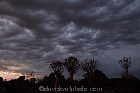 karas;karas-region;africa;african;aloe;Aloe-dichotoma;aloes;approaching-storm;approaching-storms;bark;black-cloud;black-clouds;botany;cloud;clouds;cloudy;dark-cloud;dark-clouds;desert;desert-plant;desert-plants;forest;forests;gray-cloud;gray-clouds;grey-cloud;grey-clouds;Keetmanshoop;kokerboom-forest;Kokerboom-Tree;Kokerboom-Trees;Mesosaurus-Camp;Mesosaurus-Fossil-Camp;nambia;Namib-Desert;Namibia;namibian;nature;plant;plants;Quiver-Tree;quiver-tree-forest;Quiver-Trees;quivers;quivertree-forest;rain-cloud;rain-clouds;rain-storm;rain-storms;rainy-season;silhouette;silhouettes;Southern-Africa;Southern-Namiba;southern-Namibia;storm;storm-cloud;storm-clouds;storms;thunder-storm;thunder-storms;thunderstorm;thunderstorms;tree;trees;unusual;vegetation;weather;wet-season;Aloidendron-dichotomum