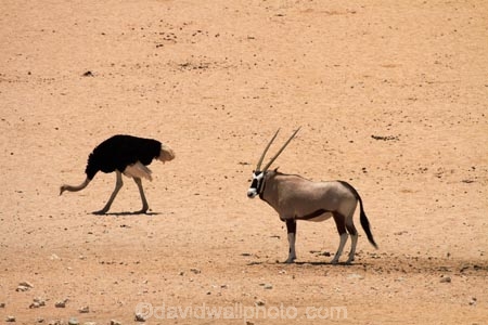 Africa;african;animal;animals;Antelope;Antelopes;Aus;bird;bird-spotting;birds;desert;deserts;dry;expanse;game-viewing;Garub;Gemsbok;gemsboks;Mammal;Mammals;Namib-Desert;Namib-Naukluft-N.P.;Namib-Naukluft-National-Park;Namib-Naukluft-NP;Namib_Naukluft-N.P.;Namib_Naukluft-National-Park;Namib_Naukluft-NP;Namibia;Nature;Oryx;Oryx-gazella;oryxes;oryxs;ostrich;ostriches;sand;sandy;Southern-Africa;Southern-Namiba;Struthio-camelus;wild;wilderness;wildlife