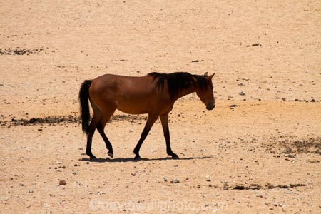 Africa;Aus;desert;desert-horse;desert-horses;deserts;dry;equestrian;feral-desert-horses;feral-horse;feral-horses;Garub;horse;horses;Namib-Desert;Namib-Naukluft-N.P.;Namib-Naukluft-National-Park;Namib-Naukluft-NP;Namib_Naukluft-N.P.;Namib_Naukluft-National-Park;Namib_Naukluft-NP;Namibia;Southern-Africa;Southern-Namiba;wild-desert-horses;wild-horse;wild-horses