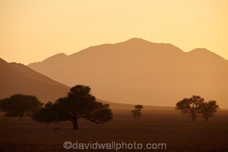 acacia;acacia-tree;acacia-trees;Africa;African;desert;deserts;light;mountain;mountain-range;Namib-Desert;Namib-Rand;Namib-Rand-Nature-Reserve;Namibia;NamibRand;NamibRand-Family-Hideout;NamibRand-Nature-Reserve;NamibRand-Reserve;NRNR;plain;sand;sandy;silhouette;slihouettes;Southern-Africa;Southern-Namibia;tree;trees