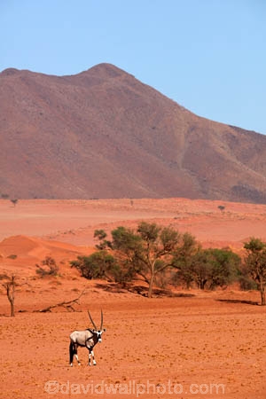 Africa;african;Animal;Animals;Antelope;Antelopes;arid;desert;deserts;dry;expanse;Gemsbok;gemsboks;hot;Mammal;Mammals;Namib-Desert;Namib-Rand;Namib-Rand-Nature-Reserve;Namibia;NamibRand;NamibRand-Nature-Reserve;NamibRand-Reserve;natural;Nature;NRNR;orange-sand;Oryx;oryx-gazella;oryxes;oryxs;remote;remoteness;reserve;reserves;safari;safaris;sand;sandy;Southern-Africa;Southern-Namibia;Wild;wilderness;Wildlife