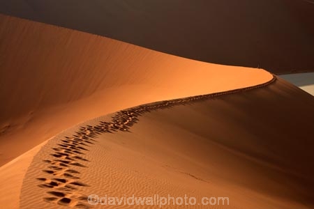 adventure;adventurous;Africa;African;arid;big-dunes;Dead-vlei;Deadvlei;desert;deserts;dry;dune;dunes;giant-dune;giant-dunes;giant-sand-dune;giant-sand-dunes;holiday;holidays;hot;huge-dunes;large-dunes;Namib-Desert;Namib-Naukluft-N.P.;Namib-Naukluft-National-Park;Namib-Naukluft-NP;Namib_Naukluft-N.P.;Namib_Naukluft-National-Park;Namib_Naukluft-NP;Namibia;national-park;national-parks;natural;orange-sand;people;person;remote;remoteness;reserve;reserves;sand;sand-dune;sand-dunes;sand-hill;sand-hills;sand_dune;sand_dunes;sand_hill;sand_hills;sanddune;sanddunes;sandhill;sandhills;sandy;Sossusvlei;Southern-Africa;tourism;tourist;tourists;wilderness