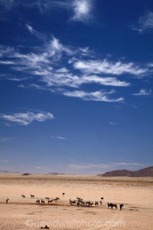 Africa;african;animal;animals;Antelope;Antelopes;Aus;desert;desert-horse;desert-horses;deserts;dry;equestrian;expanse;feral-desert-horses;feral-horse;feral-horses;game-viewing;Garub;Garub-waterhole;Gemsbok;gemsboks;herd;herds;horse;horses;Mammal;Mammals;Namib-Desert;Namib-Naukluft-N.P.;Namib-Naukluft-National-Park;Namib-Naukluft-NP;Namib_Naukluft-N.P.;Namib_Naukluft-National-Park;Namib_Naukluft-NP;Namibia;nature;Oryx;Oryx-gazella;oryxes;oryxs;Southern-Africa;Southern-Namiba;water-hole;water-holes;water_hole;water_holes;waterhole;waterholes;Wild;wild-desert-horses;wild-horse;wild-horses;wilderness;Wildlife
