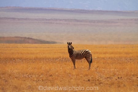 Africa;animal;animals;C27-road;D826-road;desert;deserts;heat-haze;heat-shimmer;mammal;mammals;Namib-Desert;Namib-Rand-Nature-Reserve;Namibia;Southern-Africa;wildlife;zebra;zebras
