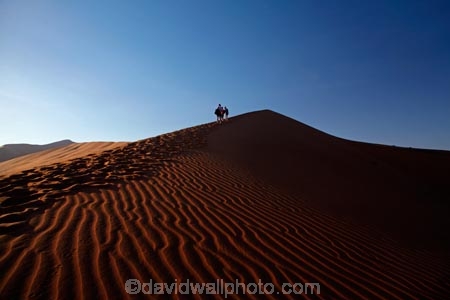 Africa;arid;big-dunes;children;Dead-vlei;Deadvlei;desert;deserts;dry;dune;dunes;families;family;family-holiday;family-holidays;giant-dune;giant-dunes;giant-sand-dune;giant-sand-dunes;holiday;holidays;hot;huge-dunes;large-dunes;Namib-Desert;Namib-Naukluft-N.P.;Namib-Naukluft-National-Park;Namib-Naukluft-NP;Namib_Naukluft-N.P.;Namib_Naukluft-National-Park;Namib_Naukluft-NP;Namibia;national-park;national-parks;natural;orange-sand;people;person;remote;remoteness;reserve;reserves;sand;sand-dune;sand-dunes;sand-hill;sand-hills;sand_dune;sand_dunes;sand_hill;sand_hills;sanddune;sanddunes;sandhill;sandhills;sandy;Sossusvlei;Southern-Africa;tourism;tourist;tourists;wilderness
