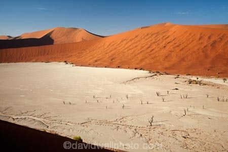900-year-old-trees;Africa;arid;big-dunes;clay-pan;clay-pans;dead-tree;dead-trees;Dead-Vlei;Deadvlei;desert;deserts;dry;dry-lake;dry-lake-bed;dry-lake-beds;dry-lakes;dune;dunes;giant-dune;giant-dunes;giant-sand-dune;giant-sand-dunes;hot;huge-dunes;lake-bed;large-dunes;Namib-Desert;Namib-Naukluft-N.P.;Namib-Naukluft-National-Park;Namib-Naukluft-NP;Namib_Naukluft-N.P.;Namib_Naukluft-National-Park;Namib_Naukluft-NP;Namibia;national-park;national-parks;natural;orange-sand;pan;remote;remoteness;reserve;reserves;salt-pan;salt-pans;sand;sand-dune;sand-dunes;sand-hill;sand-hills;sand_dune;sand_dunes;sand_hill;sand_hills;sanddune;sanddunes;sandhill;sandhills;sandy;Sossusvlei;Southern-Africa;tree-trunk;tree-trunks;vlei;white-clay-pan;wilderness