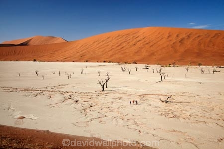 900-year-old-trees;adventure;adventurous;Africa;arid;big-dunes;children;clay-pan;clay-pans;dead-tree;dead-trees;Dead-Vlei;Deadvlei;desert;deserts;dry;dry-lake;dry-lake-bed;dry-lake-beds;dry-lakes;dune;dunes;families;family;family-holiday;family-holidays;giant-dune;giant-dunes;giant-sand-dune;giant-sand-dunes;holiday;holidays;hot;huge-dunes;lake-bed;large-dunes;Namib-Desert;Namib-Naukluft-N.P.;Namib-Naukluft-National-Park;Namib-Naukluft-NP;Namib_Naukluft-N.P.;Namib_Naukluft-National-Park;Namib_Naukluft-NP;Namibia;national-park;national-parks;natural;orange-sand;pan;people;person;remote;remoteness;reserve;reserves;salt-pan;salt-pans;sand;sand-dune;sand-dunes;sand-hill;sand-hills;sand_dune;sand_dunes;sand_hill;sand_hills;sanddune;sanddunes;sandhill;sandhills;sandy;Sossusvlei;Southern-Africa;tourism;tourist;tourists;tree-trunk;tree-trunks;vlei;white-clay-pan;wilderness