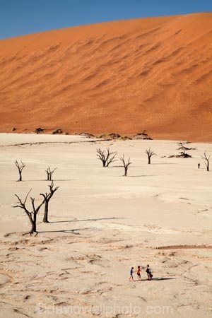 900-year-old-trees;adventure;adventurous;Africa;arid;big-dunes;children;clay-pan;clay-pans;dead-tree;dead-trees;Dead-Vlei;Deadvlei;desert;deserts;dry;dry-lake;dry-lake-bed;dry-lake-beds;dry-lakes;dune;dunes;families;family;family-holiday;family-holidays;giant-dune;giant-dunes;giant-sand-dune;giant-sand-dunes;holiday;holidays;hot;huge-dunes;lake-bed;large-dunes;Namib-Desert;Namib-Naukluft-N.P.;Namib-Naukluft-National-Park;Namib-Naukluft-NP;Namib_Naukluft-N.P.;Namib_Naukluft-National-Park;Namib_Naukluft-NP;Namibia;national-park;national-parks;natural;orange-sand;pan;people;person;remote;remoteness;reserve;reserves;salt-pan;salt-pans;sand;sand-dune;sand-dunes;sand-hill;sand-hills;sand_dune;sand_dunes;sand_hill;sand_hills;sanddune;sanddunes;sandhill;sandhills;sandy;Sossusvlei;Southern-Africa;tourism;tourist;tourists;tree-trunk;tree-trunks;vlei;white-clay-pan;wilderness