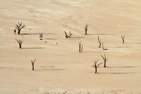 900-year-old-trees;adventure;adventurous;Africa;clay-pan;clay-pans;dead-tree;dead-trees;Dead-Vlei;Deadvlei;desert;deserts;dry-lake;dry-lake-bed;dry-lake-beds;dry-lakes;lake-bed;mammal;Namib-Desert;Namib-Naukluft-N.P.;Namib-Naukluft-National-Park;Namib-Naukluft-NP;Namib_Naukluft-N.P.;Namib_Naukluft-National-Park;Namib_Naukluft-NP;Namibia;national-park;national-parks;pan;people;person;photographer;photographers;reserve;reserves;salt-pan;salt-pans;Sossusvlei;Southern-Africa;tourism;tourist;tourists;tree-trunk;tree-trunks;vlei;white-clay-pan;white-pan