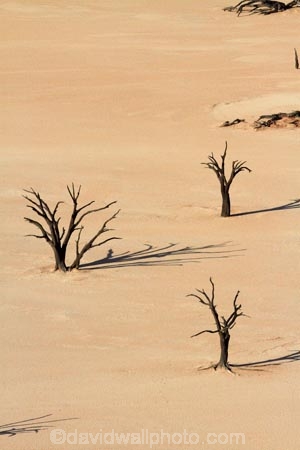 900-year-old-trees;Africa;clay-pan;clay-pans;dead-tree;dead-trees;Dead-Vlei;Deadvlei;desert;deserts;dry-lake;dry-lake-bed;dry-lake-beds;dry-lakes;lake-bed;Namib-Desert;Namib-Naukluft-N.P.;Namib-Naukluft-National-Park;Namib-Naukluft-NP;Namib_Naukluft-N.P.;Namib_Naukluft-National-Park;Namib_Naukluft-NP;Namibia;national-park;national-parks;pan;reserve;reserves;salt-pan;salt-pans;Sossusvlei;Southern-Africa;tree-trunk;tree-trunks;vlei;white-clay-pan;white-pan