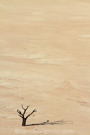 900-year-old-trees;Africa;clay-pan;clay-pans;dead-tree;dead-trees;Dead-Vlei;Deadvlei;desert;deserts;dry-lake;dry-lake-bed;dry-lake-beds;dry-lakes;lake-bed;Namib-Desert;Namib-Naukluft-N.P.;Namib-Naukluft-National-Park;Namib-Naukluft-NP;Namib_Naukluft-N.P.;Namib_Naukluft-National-Park;Namib_Naukluft-NP;Namibia;national-park;national-parks;pan;reserve;reserves;salt-pan;salt-pans;Sossusvlei;Southern-Africa;tree-trunk;tree-trunks;vlei;white-clay-pan;white-pan