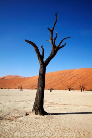 900-year-old-trees;Africa;arid;big-dunes;clay-pan;clay-pans;dead-tree;dead-trees;Dead-Vlei;Deadvlei;desert;deserts;dry;dry-lake;dry-lake-bed;dry-lake-beds;dry-lakes;dune;dunes;giant-dune;giant-dunes;giant-sand-dune;giant-sand-dunes;hot;huge-dunes;lake-bed;large-dunes;Namib-Desert;Namib-Naukluft-N.P.;Namib-Naukluft-National-Park;Namib-Naukluft-NP;Namib_Naukluft-N.P.;Namib_Naukluft-National-Park;Namib_Naukluft-NP;Namibia;national-park;national-parks;natural;orange-sand;pan;remote;remoteness;reserve;reserves;salt-pan;salt-pans;sand;sand-dune;sand-dunes;sand-hill;sand-hills;sand_dune;sand_dunes;sand_hill;sand_hills;sanddune;sanddunes;sandhill;sandhills;sandy;Sossusvlei;Southern-Africa;tree-trunk;tree-trunks;vlei;white-clay-pan;wilderness